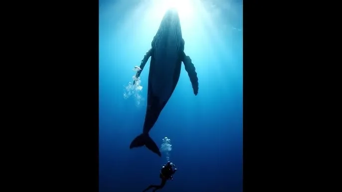 色天使色妺姝在线视频 - 深蓝星球：探索海洋深处的未知世界